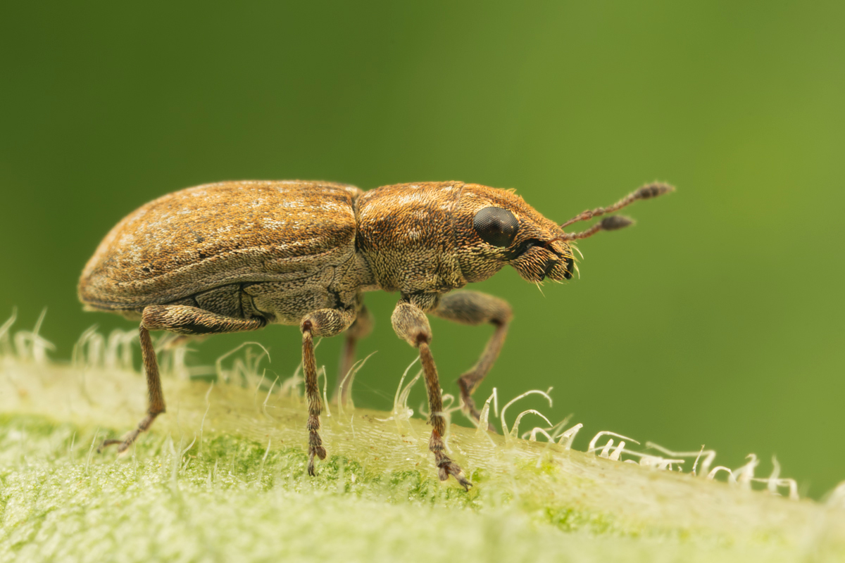 Weevil - Sitona sp. 3